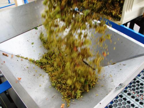 2012 Chardonnay Dump Into Press 1